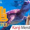 【亀】(kame/turtle) Kanji Radical, Bushu
