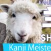 【羊】(Hitsuji/sheep,ram) Kanji Radical, Bushu