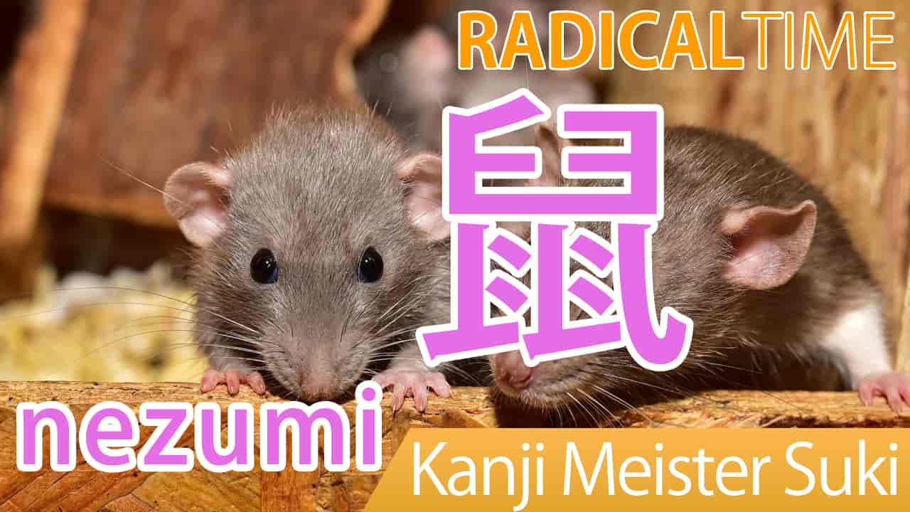 【鼠】(nezumi/ rat) Kanji Radical, Bushu